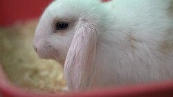 Fluffy white rabbit Stock Footage