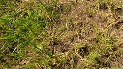 Wild brown ants Stock Footage