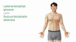 Regions of the upper limb Instructional Video
