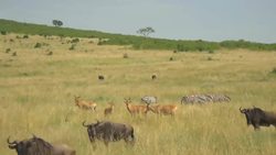 Cheetah's are specialized hunters! NSF Science Now 56 Instructional Video