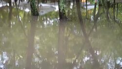 Puddle in the park after a rain. Trees in water. Stock Footage