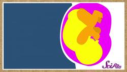 Why Do We Have Belly Buttons? Instructional Video