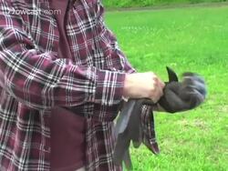 How to Prune Rosebushes Instructional Video