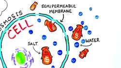 What Happens When You Drink SeaWater? Instructional Video