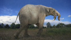 How The Elephant Got Its Trunk Instructional Video