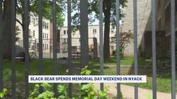 Black bear sightings in Nyack prompts safety reminder for residents News Clip