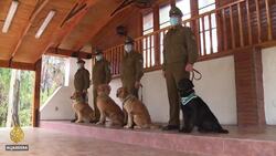 Chile police train dogs to sniff out COVID-19 patients News Clip