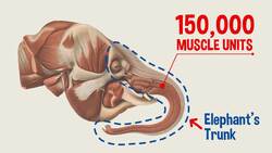 I WONDER - What Can Elephants Do With Their Trunks? Instructional Video