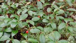 Rubbing Alcohol: Properties, Uses, and Hazards Instructional Video