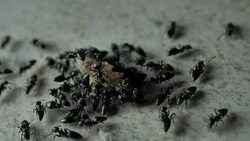 Ants Stock Footage