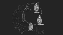 Ophyroglena The Tricky Transforming Ciliate Instructional Video