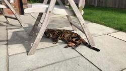 No evidence that cats can onpass COVID-19 to humans says UK vet News Clip