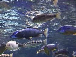 Calor y enérgia: enérgia y movimiento Instructional Video