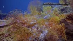 New coral reef discovered in South Pacific News Clip