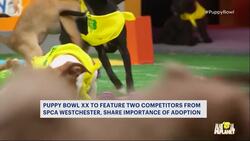 Hudson Valley pups featured in 20th annual Puppy Bowl News Clip