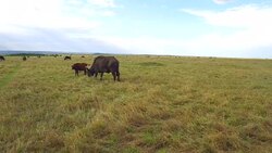 buffalo bulls grazing in savanna at africa Stock Footage