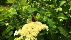 butterfly Stock Footage