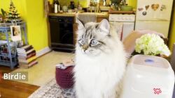 House Tours: This 350-Square-Foot Mid-Century Cottage Is Absolutely Dreamy, Inside and Out Instructional Video