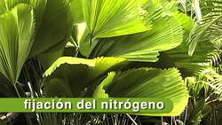 Ciclo del Nitrógeno Instructional Video