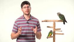 How to Train Your Parrot to Stop Screaming Instructional Video