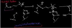 Acetylcholinesterase (Part 1) Neuron Signaling Esterase Mechanisms 1 Instructional Video