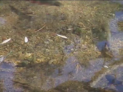 Features of Fish: Structures and Adaptations of Fishes