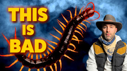 The Craziest Thing I'll Ever Do Instructional Video