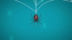 I WONDER - Do All Spiders Spin Webs? Me Pregunto - Todas Las Arañas Tejen Telarañas? Instructional Video