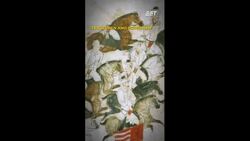 Who Actually Invented Dumplings? | Explains News Clip