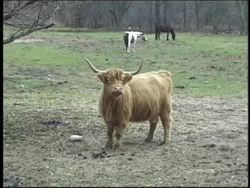 Understanding Respiration Instructional Video