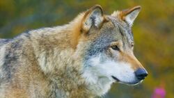 Snow Camouflage: How Animals Adapt to Seasonal Changes Instructional Video