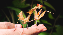 I Found a Murder Leaf! Instructional Video