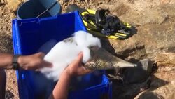 CLEAN : On the verge of extinction, the nacre gets a second life in France News Clip