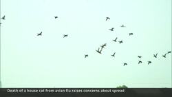 Pet food in B.C. recalled after a cat dies of bird flu News Clip