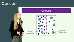Understanding Osmosis: Diffusion of Water Through a Partially Permeable Membrane. Instructional Video