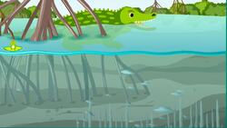 High Five Facts - Swamps Instructional Video