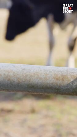 The trombone and the cows, A dairy farmer's unusual concert audience  Instructional Video