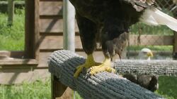 Come Find Out What The Difference Between The Two North American Eagle Species Instructional Video
