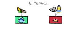 Why Don't Sled Dogs Ever Get Tired? Instructional Video