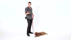 How to Teach Your Puppy to Stay Instructional Video