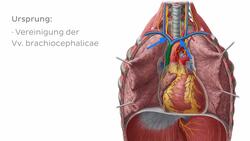 Vena cava superior Instructional Video