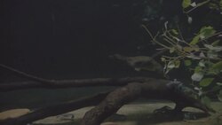 Nature's Oddball! Surprising Facts About the Platypus Instructional Video