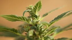 medical cannabis Stock Footage