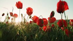 Quinine and the Birth of the Dye Industry Instructional Video