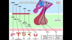 Overview of the Posterior Pituitary [Neurohypophysis] Instructional Video