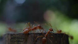 Red ant action walking in the nature Stock Footage