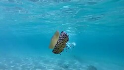 Slow motion of Jellyfish floating and swimming in Aegean sea in Greece Stock Footage