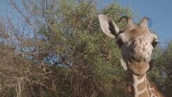 A Giraffe Researcher Tours a "Giraffe Orphanage" in Kenya Instructional Video