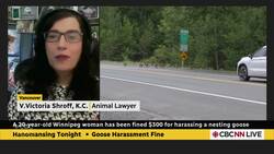 Why a Winnipeg woman was fined $300 for ‘harassing’ a nesting goose | Hanomansing Tonight News Clip
