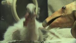 It’s Important For Baby Animals To Leave an Imprint! Check Out The Process Zookeepers Go Through To Make It Happen Instructional Video